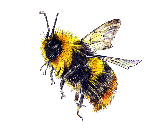 Meet the bees | Cat Lawson Art